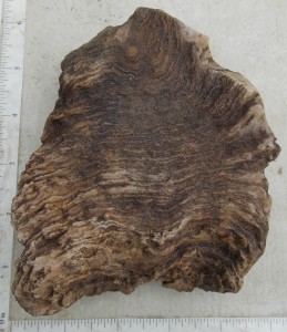 Stromatoporoid