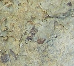 Trilobite Pygidium or broken Brachiopod? Later...  :-(