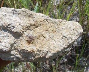 trilobite in field held