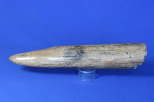 Wooly Mammoth Tusk Tip