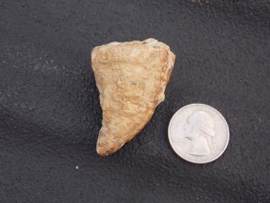 Mosasaur tooth side 1 rs