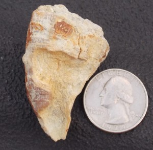 mosasaur tooth side 2 rs