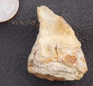 mosasaur tooth top another angle rs