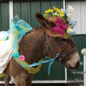 Coco the Donkey in his Easter Bonnet