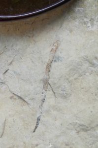 Ordovician Graptolite