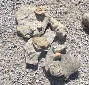 fossils 1