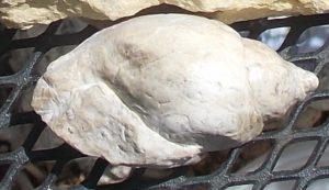 Fusispera sp. Ordovician gastropod prepped out.