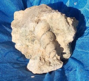My favorite fossil for this hunt was this Hormatoma sp. gastropod - Stewartville member of the Galena Formation.