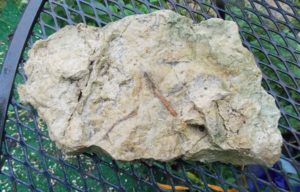 worm fossil rock