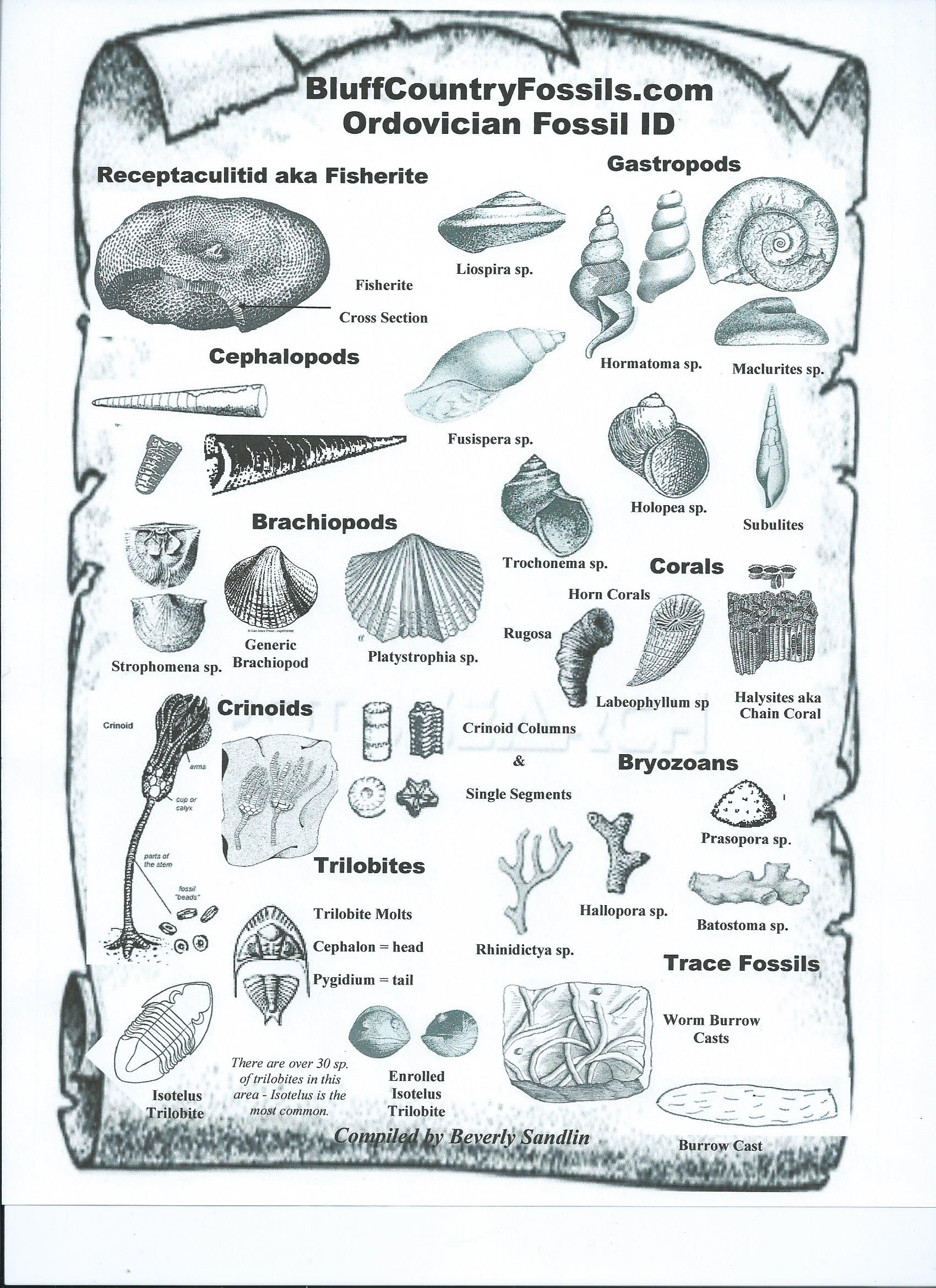 Printable Fossil Identification Chart